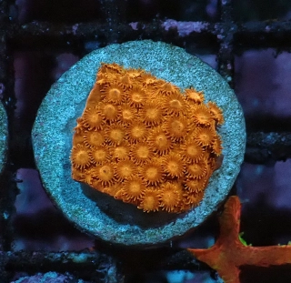 Cyphastrea orange