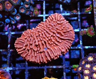 Montipora palawanensis Ultra