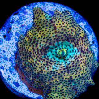 Discosoma (Leopard)