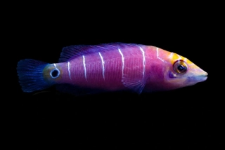 Pseudocheilinus ocellatus
