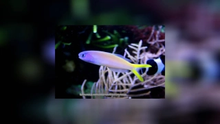 Hoplolatilus starcki
