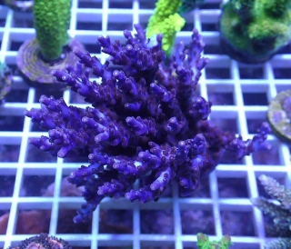 Acropora valida Purple 