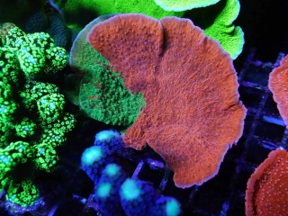 Montipora bicolor