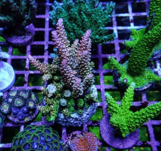 Acropora PC Rainbow (frag 4cm)