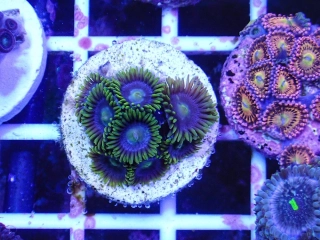 Zoanthus Blue Steel