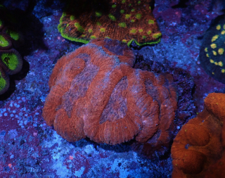 Symphyllia 
