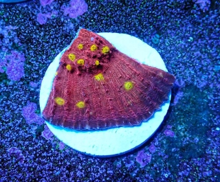 Mycedium (Golden Eye)