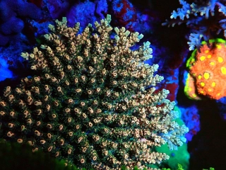 Acropora sp. (frag 4x4cm)
