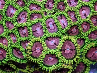 Zoa (Fake Lime Chili) 5p.