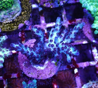 Acropora sp.