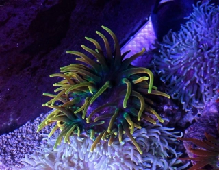 Entacmaea quadricolor (gold) 