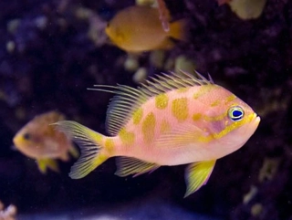 Odontanthias borbonius