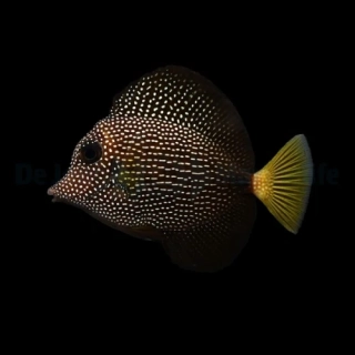 Zebrasoma gemmatum S