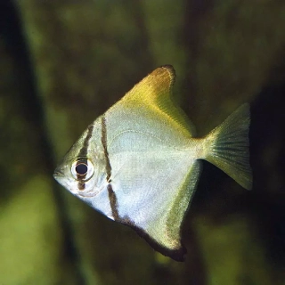 Monodactylus argenteus 