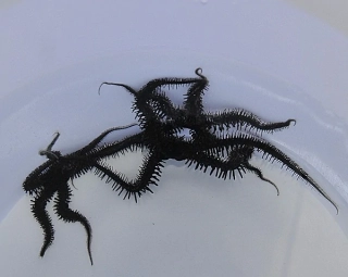Ophiocoma spp.
