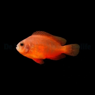 Amphiprion ephippium