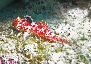 Synchiropus moyeri