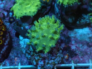 Sarcophyton ultra  (frag 4cm)