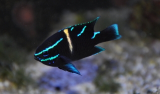 Neoglyphidodon oxyodon