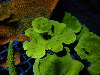 Montipora green ultra (10cm)