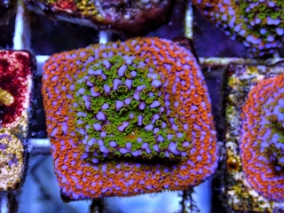 Montipora sp.