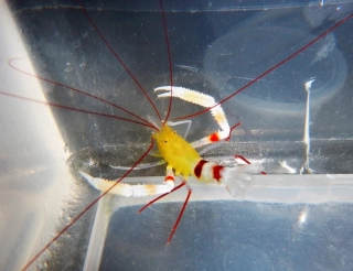 Stenopus zanzibaricus (Pár)