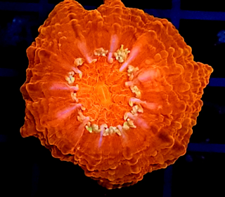 Cynarina lacrymalis