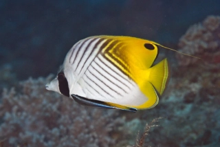 Chaetodon auriga