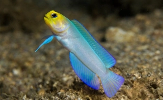 Opistognathus aurifrons (Studnař zlatočelý)