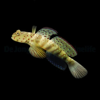Cryptocentrus leptocephalus (pár)