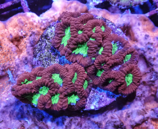 Favia sp. (vel.5cm,)