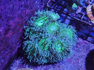 Duncanopsammia axifuga ( 2p.)
