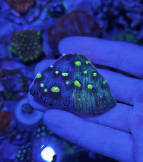 Mycedium sp. (6cm)