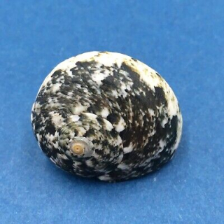 Lunella cinerea – donka popelavá