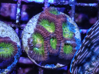 Favia sp.
