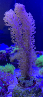Plexaurella  (6cm)