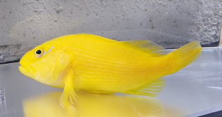 Paracirrhites xanthus