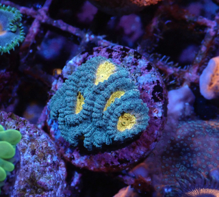 Favia sp.( Ultra ) 