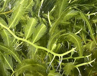 Caulerpa sertularioides