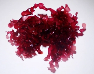 Graccilaria sp 01