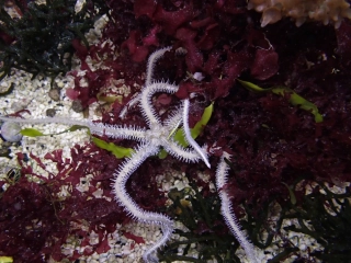 Ophiothrix fragilis