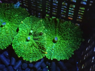 Rhodactis sp. (1p.)
