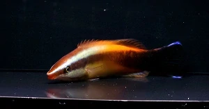 Labroides spp (Orange labroid wrasse)