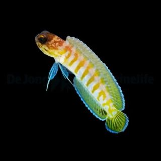 Opistognathus randalli