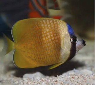Chaetodon kleini