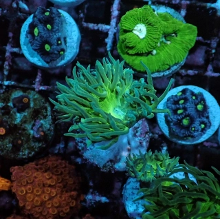 Duncanopsammia axifuga 