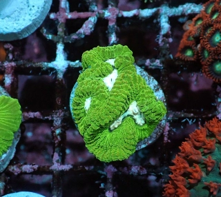 Goniastrea (ultra)
