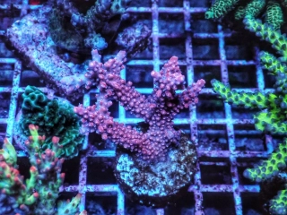 Acropora sp. ( Austrálie)