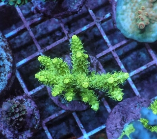 Acropora sp.