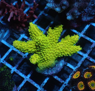 Acropora humilis 